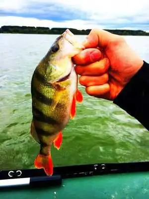 Play All Fishing: Fisherman Play All Fishing: Fisherman