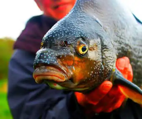 Play All Fishing: Fisherman Play All Fishing: Fisherman