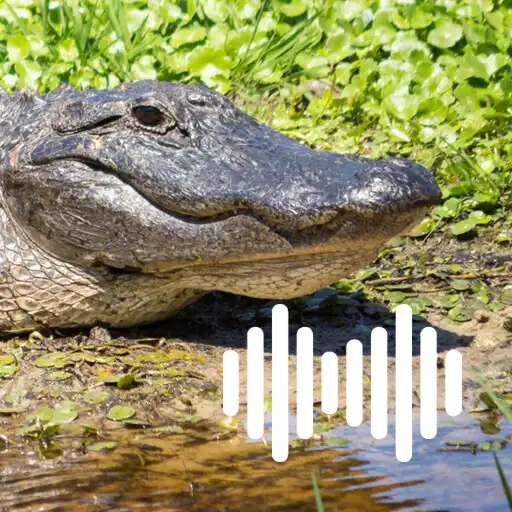 Play Alligator hunting calls APK Play Alligator hunting calls APK