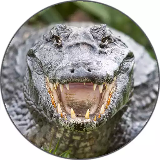 Play Alligator Sounds APK Play Alligator Sounds APK