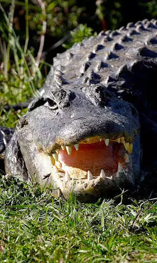 Play alligator Wallpaper and enjoy alligator Wallpaper with UptoPlay Play alligator Wallpaper and enjoy alligator Wallpaper with UptoPlay