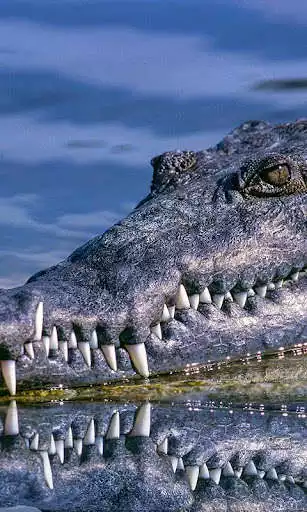 Play alligator Wallpaper as an online game online alligator Wallpaper with UptoPlay Play alligator Wallpaper as an online game alligator Wallpaper with UptoPlay