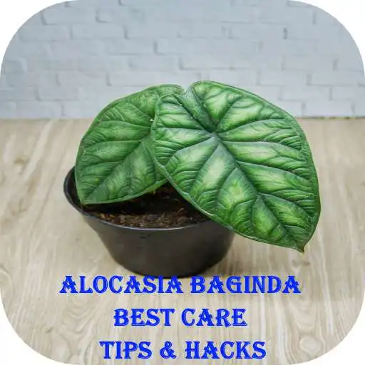 Play Alocasia Baginda Best Care Tips & Hacks APK Play Alocasia Baginda Best Care Tips & Hacks APK