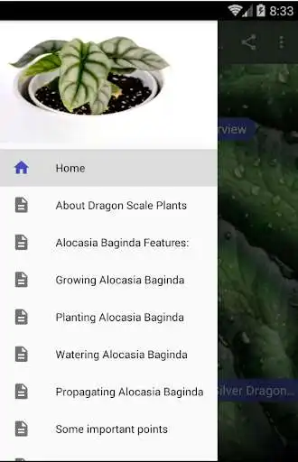 Play Alocasia Baginda Best Care Tips & Hacks  and enjoy Alocasia Baginda Best Care Tips & Hacks with UptoPlay