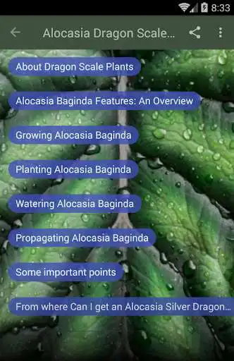 Play Alocasia Baginda Best Care Tips & Hacks as an online game Alocasia Baginda Best Care Tips & Hacks with UptoPlay