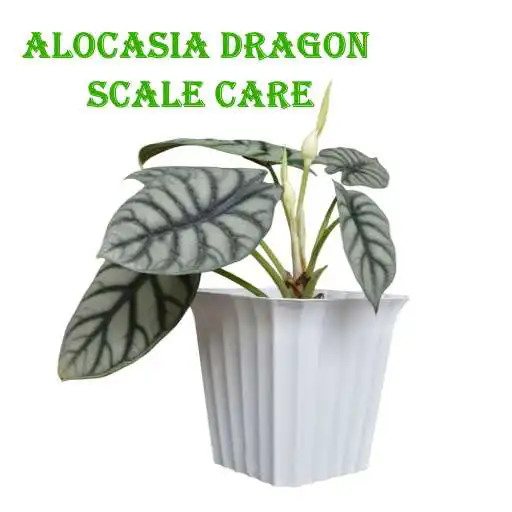 Play Alocasia Dragon Scale Care APK