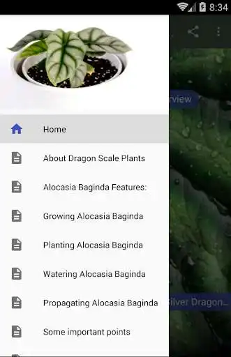 Play Alocasia Dragon Scale Care  and enjoy Alocasia Dragon Scale Care with UptoPlay