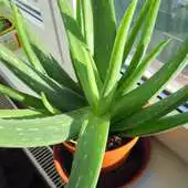 Free play online Aloe vera APK
