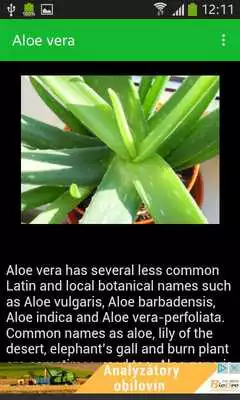 Play Aloe vera