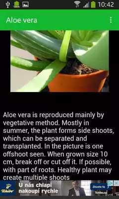 Play Aloe vera