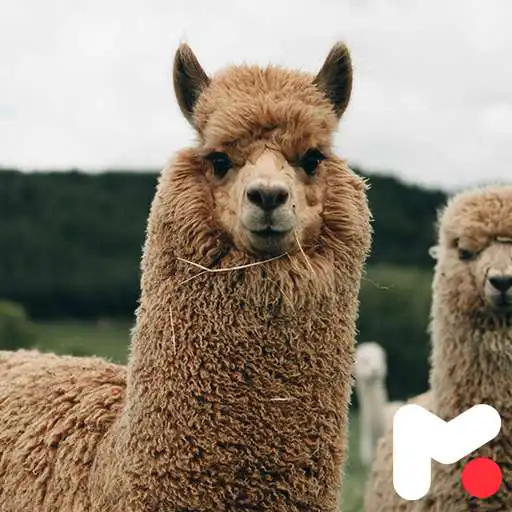 Play Alpaca Llama Wallpapers APK