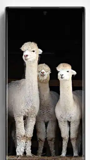 Play Alpaca Llama Wallpapers  and enjoy Alpaca Llama Wallpapers with UptoPlay