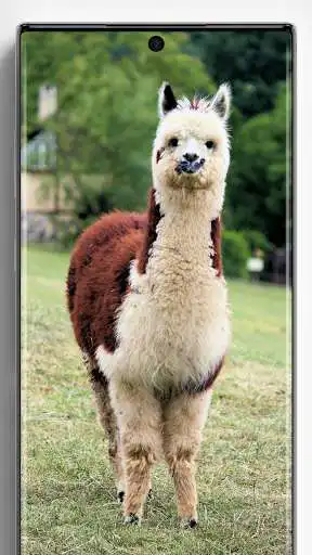 Play Alpaca Llama Wallpapers as an online game Alpaca Llama Wallpapers with UptoPlay