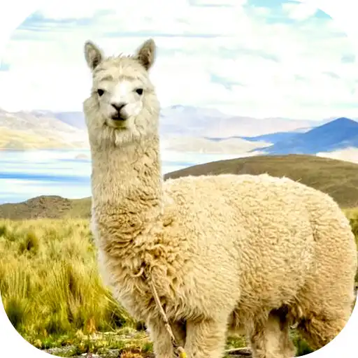 Play Alpaca Wallpapers APK
