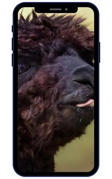 Play Alpaca Wallpapers  and enjoy Alpaca Wallpapers with UptoPlay