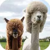 Free play online ALPACA Wallpapers v1 APK