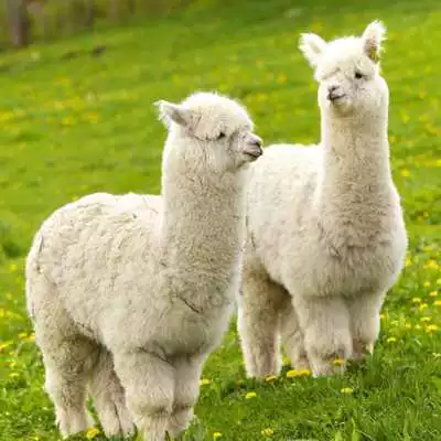 Play ALPACA Wallpapers v1