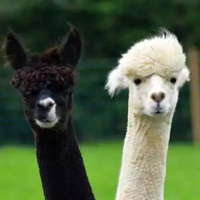 Play ALPACA Wallpapers v1