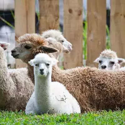 Play ALPACA Wallpapers v1