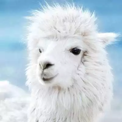 Play ALPACA Wallpapers v1
