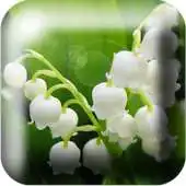 Free play online Alphabet Name Fortune Telling APK