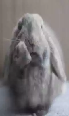 Play Alpha Quadrant Play Alpha Quadrant