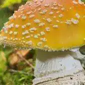 Free play online Amanita Mushrooms Wallpapers APK