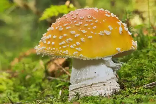 Play Amanita Mushrooms Wallpapers Play Amanita Mushrooms Wallpapers