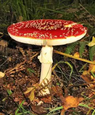 Play Amanita Mushrooms Wallpapers Play Amanita Mushrooms Wallpapers