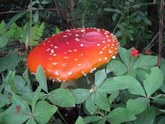 Play Amanita Mushrooms Wallpapers Play Amanita Mushrooms Wallpapers