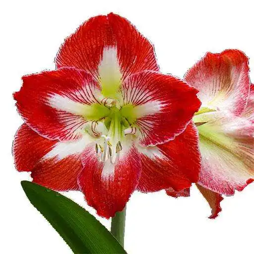Play Amaryllis Flower Wallpapers and Backgrounds APK Play Amaryllis Flower Wallpapers and Backgrounds APK