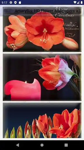 Play Amaryllis Flower Wallpapers and Backgrounds  and enjoy Amaryllis Flower Wallpapers and Backgrounds with UptoPlay