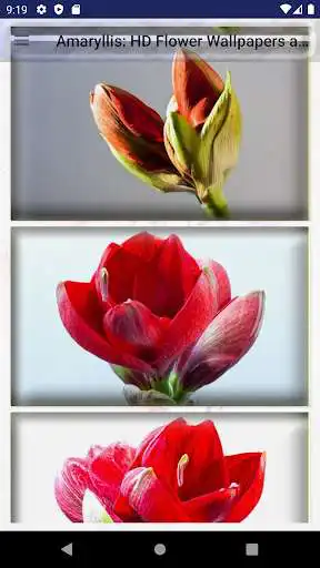 Play Amaryllis Flower Wallpapers and Backgrounds as an online game Amaryllis Flower Wallpapers and Backgrounds with UptoPlay