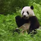 Free play online Amazing Animals HD Wallpapers APK Free play online Amazing Animals HD Wallpapers APK