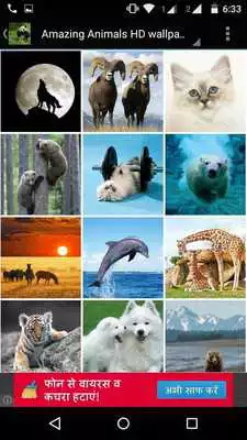 Play Amazing Animals HD Wallpapers