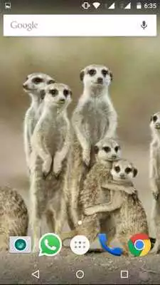 Play Amazing Animals HD Wallpapers
