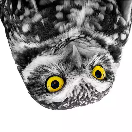 Play Amazing Avians APK Play Amazing Avians APK
