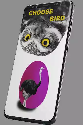 Play Amazing Avians  and enjoy Amazing Avians with UptoPlay