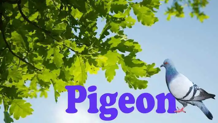 Play Amazing Birds for Kids Play Amazing Birds for Kids
