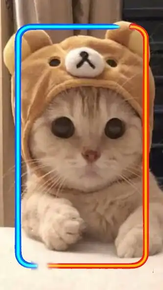 Play Amazing Cute Cat Wallpaper  and enjoy Amazing Cute Cat Wallpaper with UptoPlay