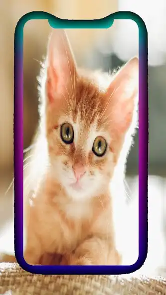 Play Amazing Cute Cat Wallpaper as an online game Amazing Cute Cat Wallpaper with UptoPlay