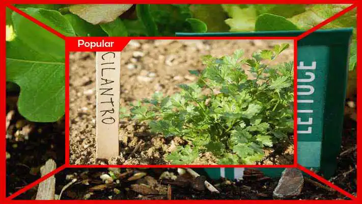 Play Amazing DIY Garden Markers Play Amazing DIY Garden Markers