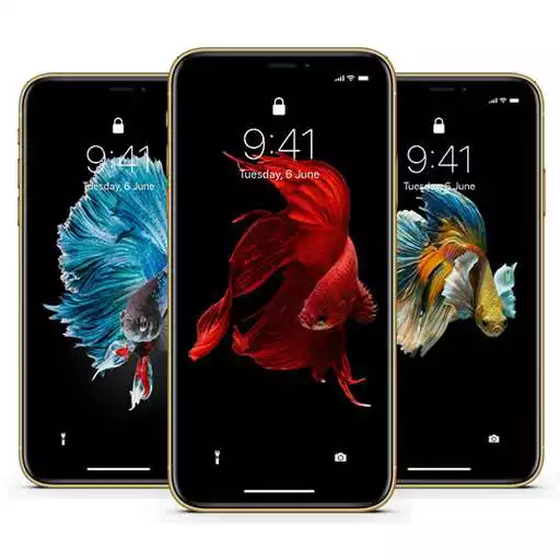 Play Amazing Fish Betta Wallpaper APK