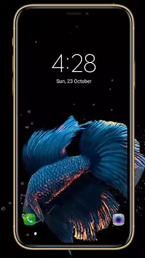 Play Amazing Fish Betta Wallpaper  and enjoy Amazing Fish Betta Wallpaper with UptoPlay