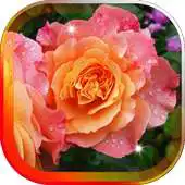 Free play online Amazing Flowers live wallpaper APK Free play online Amazing Flowers live wallpaper APK