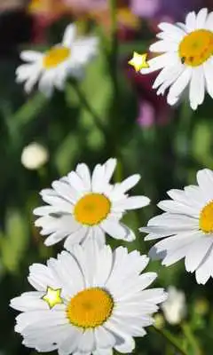 Play Amazing Flowers live wallpaper