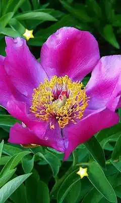 Play Amazing Flowers live wallpaper