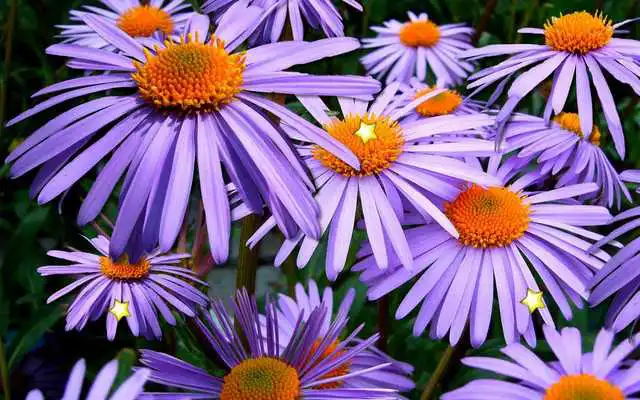 Play Amazing Flowers live wallpaper