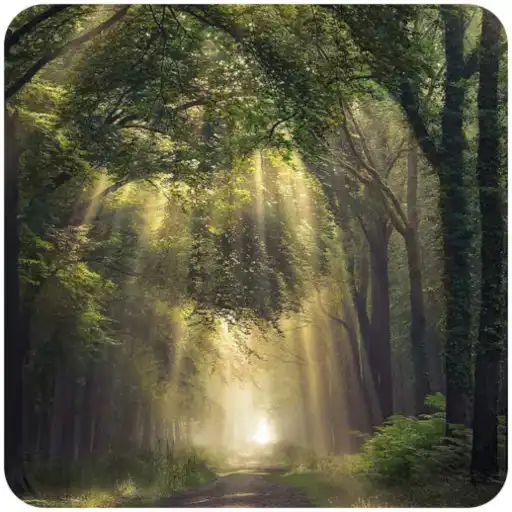 Play Amazing Forest Wallpaper APK