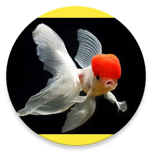 Play Amazing Goldfish APK